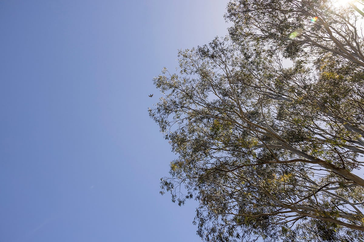 Bird flying through eucalyptus trees in East Ivanhoe