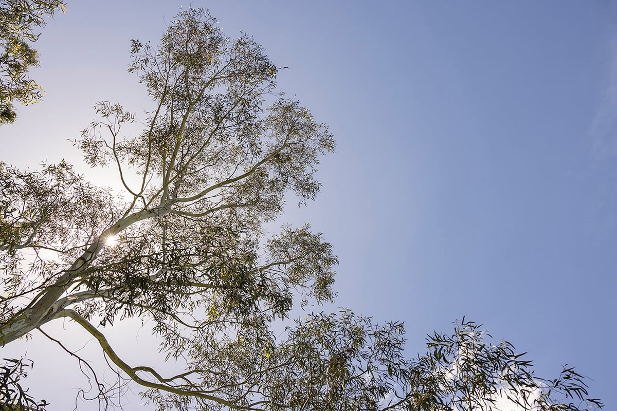 Gum trees and blue skies at St. Francis