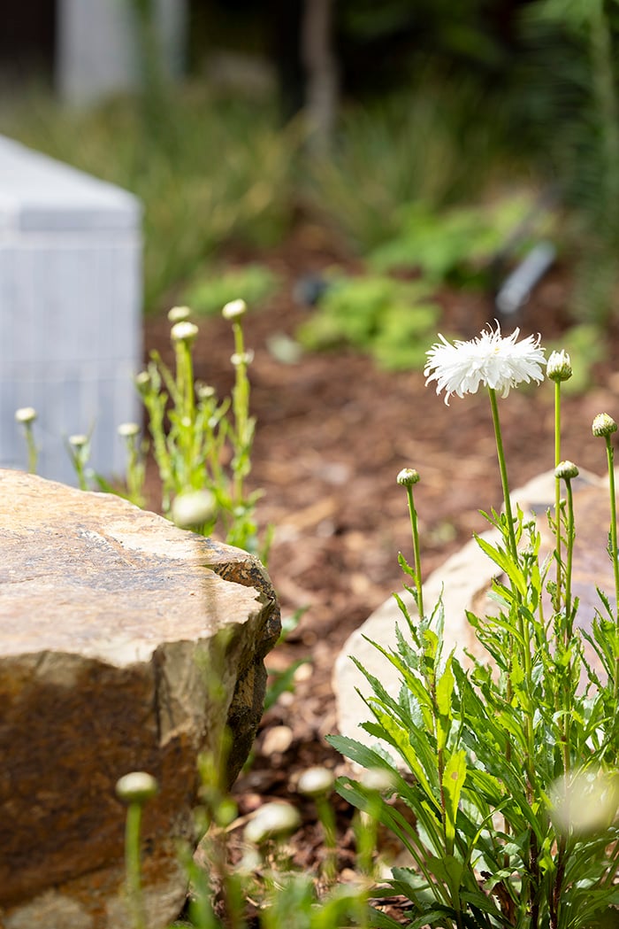 StFrancis daisies in garden