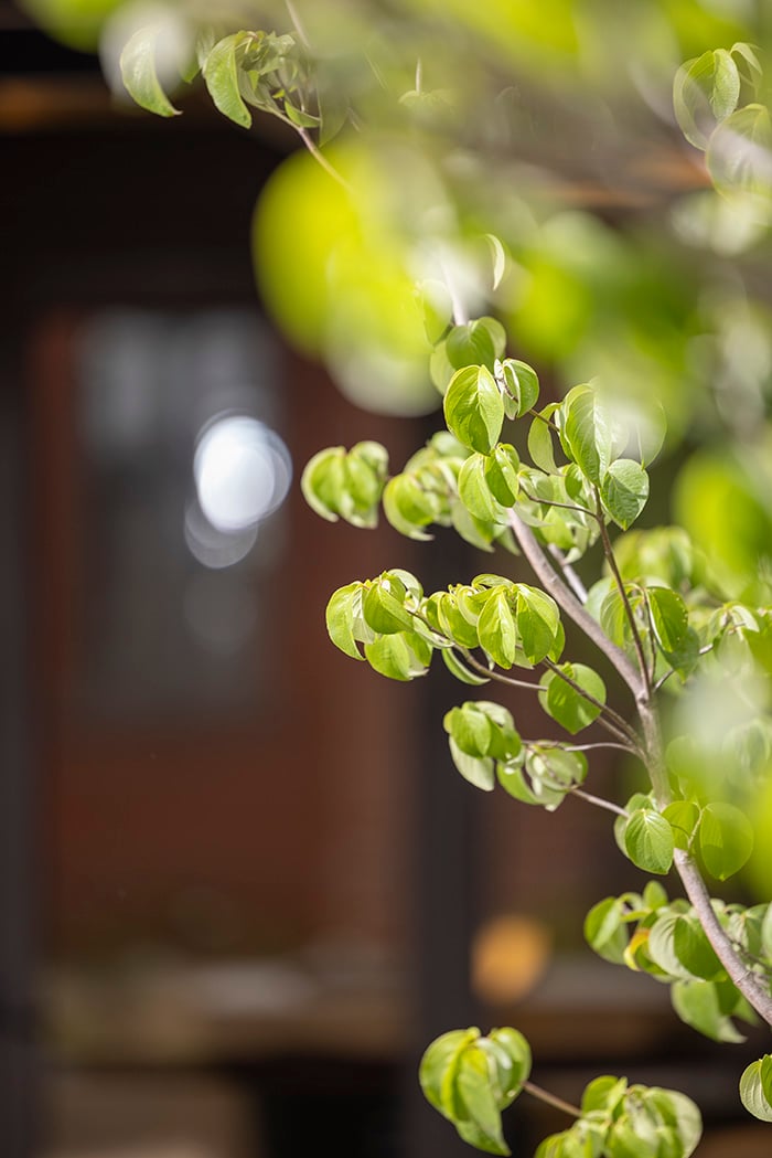 StFrancis tree branch