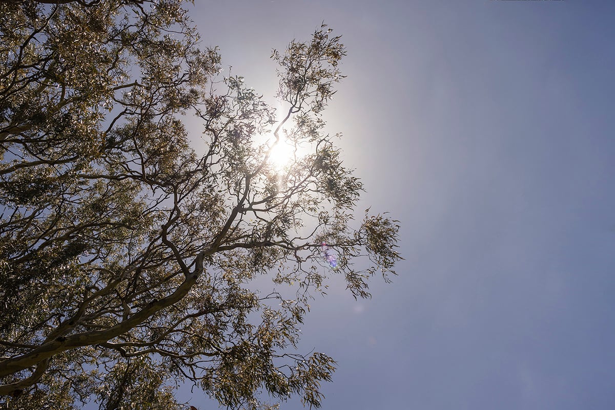 Sun shining through Eucalyptus tree in St. Francis