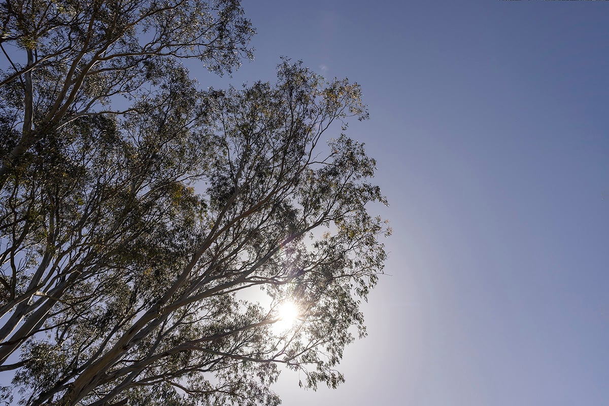 Sun shining through trees at East Ivanhoe park