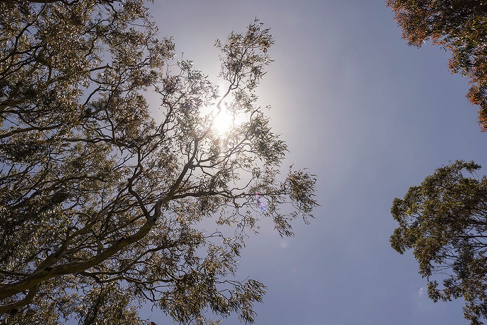 Sunlight shining through Eucalyptus trees at St. Francis