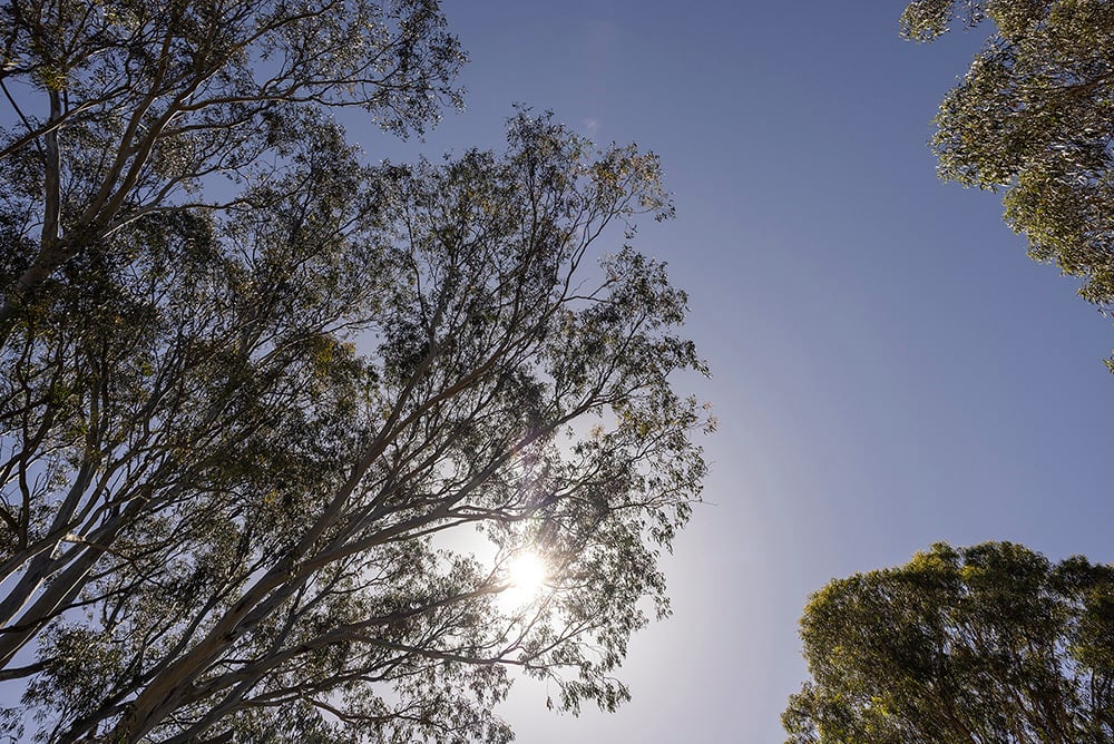 Trees in East Ivanhoe park